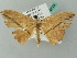  (Halesa AH03FG - BC ZSM Lep 52825)  @11 [ ] CreativeCommons - Attribution Non-Commercial Share-Alike (2011) Axel Hausmann/Bavarian State Collection of Zoology (ZSM) SNSB, Zoologische Staatssammlung Muenchen