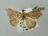  (Halesa aenetusaria - BC ZSM Lep 52826)  @11 [ ] CreativeCommons - Attribution Non-Commercial Share-Alike (2011) Axel Hausmann/Bavarian State Collection of Zoology (ZSM) SNSB, Zoologische Staatssammlung Muenchen