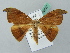  ( - BC ZSM Lep 52827)  @11 [ ] CreativeCommons - Attribution Non-Commercial Share-Alike (2011) Axel Hausmann/Bavarian State Collection of Zoology (ZSM) SNSB, Zoologische Staatssammlung Muenchen