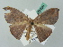  (Halesa AH04FG - BC ZSM Lep 52830)  @11 [ ] CreativeCommons - Attribution Non-Commercial Share-Alike (2011) Axel Hausmann/Bavarian State Collection of Zoology (ZSM) SNSB, Zoologische Staatssammlung Muenchen