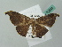 (Halesa AH05FG - BC ZSM Lep 52831)  @11 [ ] CreativeCommons - Attribution Non-Commercial Share-Alike (2011) Axel Hausmann/Bavarian State Collection of Zoology (ZSM) SNSB, Zoologische Staatssammlung Muenchen