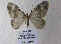  (Coenotephria tophaceataAH02Sp - BC ZSM Lep 52840)  @12 [ ] CreativeCommons - Attribution Non-Commercial Share-Alike (2011) Axel Hausmann/Bavarian State Collection of Zoology (ZSM) SNSB, Zoologische Staatssammlung Muenchen