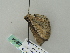  (Horisme AH01Mg - BC ZSM Lep 52844)  @12 [ ] CreativeCommons - Attribution Non-Commercial Share-Alike (2011) Axel Hausmann/Bavarian State Collection of Zoology (ZSM) SNSB, Zoologische Staatssammlung Muenchen