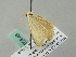  ( - BC ZSM Lep 52846)  @12 [ ] CreativeCommons - Attribution Non-Commercial Share-Alike (2011) Axel Hausmann/Bavarian State Collection of Zoology (ZSM) SNSB, Zoologische Staatssammlung Muenchen