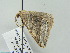  ( - BC ZSM Lep 52869)  @13 [ ] CreativeCommons - Attribution Non-Commercial Share-Alike (2011) Axel Hausmann/Bavarian State Collection of Zoology (ZSM) SNSB, Zoologische Staatssammlung Muenchen