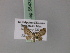  (Chloroclystis AH01Ph - BC ZSM Lep 55437)  @11 [ ] CreativeCommons - Attribution Non-Commercial Share-Alike (2011) Axel Hausmann/Bavarian State Collection of Zoology (ZSM) SNSB, Zoologische Staatssammlung Muenchen