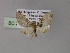  (Eupithecia AH01Ph - BC ZSM Lep 55442)  @11 [ ] CreativeCommons - Attribution Non-Commercial Share-Alike (2011) Axel Hausmann/Bavarian State Collection of Zoology (ZSM) SNSB, Zoologische Staatssammlung Muenchen