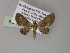  ( - BC ZSM Lep 55444)  @11 [ ] CreativeCommons - Attribution Non-Commercial Share-Alike (2011) Axel Hausmann/Bavarian State Collection of Zoology (ZSM) SNSB, Zoologische Staatssammlung Muenchen
