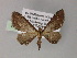  (Eupithecia AH03Ph - BC ZSM Lep 55445)  @11 [ ] CreativeCommons - Attribution Non-Commercial Share-Alike (2011) Axel Hausmann/Bavarian State Collection of Zoology (ZSM) SNSB, Zoologische Staatssammlung Muenchen