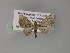  (Eupithecia AH05Ph - BC ZSM Lep 55449)  @11 [ ] CreativeCommons - Attribution Non-Commercial Share-Alike (2011) Axel Hausmann/Bavarian State Collection of Zoology (ZSM) SNSB, Zoologische Staatssammlung Muenchen