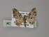 ( - BC ZSM Lep 55450)  @11 [ ] CreativeCommons - Attribution Non-Commercial Share-Alike (2011) Axel Hausmann/Bavarian State Collection of Zoology (ZSM) SNSB, Zoologische Staatssammlung Muenchen