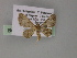  (Eupithecia AH06Ph - BC ZSM Lep 55452)  @11 [ ] CreativeCommons - Attribution Non-Commercial Share-Alike (2011) Axel Hausmann/Bavarian State Collection of Zoology (ZSM) SNSB, Zoologische Staatssammlung Muenchen