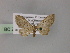  ( - BC ZSM Lep 55453)  @11 [ ] CreativeCommons - Attribution Non-Commercial Share-Alike (2011) Axel Hausmann/Bavarian State Collection of Zoology (ZSM) SNSB, Zoologische Staatssammlung Muenchen