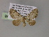  (Eupithecia AH08Ph - BC ZSM Lep 55456)  @11 [ ] CreativeCommons - Attribution Non-Commercial Share-Alike (2011) Axel Hausmann/Bavarian State Collection of Zoology (ZSM) SNSB, Zoologische Staatssammlung Muenchen