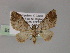  ( - BC ZSM Lep 55459)  @11 [ ] CreativeCommons - Attribution Non-Commercial Share-Alike (2011) Axel Hausmann/Bavarian State Collection of Zoology (ZSM) SNSB, Zoologische Staatssammlung Muenchen