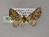  (Eupithecia AH10Ph - BC ZSM Lep 55460)  @11 [ ] CreativeCommons - Attribution Non-Commercial Share-Alike (2011) Axel Hausmann/Bavarian State Collection of Zoology (ZSM) SNSB, Zoologische Staatssammlung Muenchen