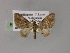  ( - BC ZSM Lep 55461)  @11 [ ] CreativeCommons - Attribution Non-Commercial Share-Alike (2011) Axel Hausmann/Bavarian State Collection of Zoology (ZSM) SNSB, Zoologische Staatssammlung Muenchen
