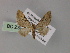  (Eupithecia AH11Ph - BC ZSM Lep 55462)  @11 [ ] CreativeCommons - Attribution Non-Commercial Share-Alike (2011) Axel Hausmann/Bavarian State Collection of Zoology (ZSM) SNSB, Zoologische Staatssammlung Muenchen