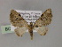  ( - BC ZSM Lep 55463)  @11 [ ] CreativeCommons - Attribution Non-Commercial Share-Alike (2011) Axel Hausmann/Bavarian State Collection of Zoology (ZSM) SNSB, Zoologische Staatssammlung Muenchen