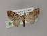  ( - BC ZSM Lep 55464)  @11 [ ] CreativeCommons - Attribution Non-Commercial Share-Alike (2011) Axel Hausmann/Bavarian State Collection of Zoology (ZSM) SNSB, Zoologische Staatssammlung Muenchen