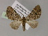  ( - BC ZSM Lep 55466)  @11 [ ] CreativeCommons - Attribution Non-Commercial Share-Alike (2011) Axel Hausmann/Bavarian State Collection of Zoology (ZSM) SNSB, Zoologische Staatssammlung Muenchen