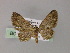  (Eupithecia AH13Ph - BC ZSM Lep 55467)  @11 [ ] CreativeCommons - Attribution Non-Commercial Share-Alike (2011) Axel Hausmann/Bavarian State Collection of Zoology (ZSM) SNSB, Zoologische Staatssammlung Muenchen