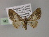  (Eupithecia AH14Ph - BC ZSM Lep 55468)  @11 [ ] CreativeCommons - Attribution Non-Commercial Share-Alike (2011) Axel Hausmann/Bavarian State Collection of Zoology (ZSM) SNSB, Zoologische Staatssammlung Muenchen