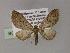  ( - BC ZSM Lep 55471)  @11 [ ] CreativeCommons - Attribution Non-Commercial Share-Alike (2011) Axel Hausmann/Bavarian State Collection of Zoology (ZSM) SNSB, Zoologische Staatssammlung Muenchen