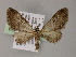  ( - BC ZSM Lep 55472)  @11 [ ] CreativeCommons - Attribution Non-Commercial Share-Alike (2011) Axel Hausmann/Bavarian State Collection of Zoology (ZSM) SNSB, Zoologische Staatssammlung Muenchen