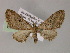  ( - BC ZSM Lep 55473)  @11 [ ] CreativeCommons - Attribution Non-Commercial Share-Alike (2011) Axel Hausmann/Bavarian State Collection of Zoology (ZSM) SNSB, Zoologische Staatssammlung Muenchen