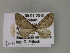 (Eupithecia lentiscata - BC ZSM Lep 55492)  @13 [ ] CreativeCommons - Attribution Non-Commercial Share-Alike (2011) Axel Hausmann/Bavarian State Collection of Zoology (ZSM) SNSB, Zoologische Staatssammlung Muenchen