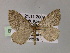  ( - BC ZSM Lep 55495)  @14 [ ] CreativeCommons - Attribution Non-Commercial Share-Alike (2011) Axel Hausmann/Bavarian State Collection of Zoology (ZSM) SNSB, Zoologische Staatssammlung Muenchen