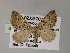  ( - BC ZSM Lep 55496)  @13 [ ] CreativeCommons - Attribution Non-Commercial Share-Alike (2011) Axel Hausmann/Bavarian State Collection of Zoology (ZSM) SNSB, Zoologische Staatssammlung Muenchen