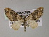  (Oulobophora externata - BC ZSM Lep 55497)  @11 [ ] CreativeCommons - Attribution Non-Commercial Share-Alike (2011) Axel Hausmann/Bavarian State Collection of Zoology (ZSM) SNSB, Zoologische Staatssammlung Muenchen