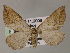  ( - BC ZSM Lep 55498)  @14 [ ] CreativeCommons - Attribution Non-Commercial Share-Alike (2011) Axel Hausmann/Bavarian State Collection of Zoology (ZSM) SNSB, Zoologische Staatssammlung Muenchen