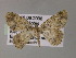  ( - BC ZSM Lep 55506)  @13 [ ] CreativeCommons - Attribution Non-Commercial Share-Alike (2011) Axel Hausmann/Bavarian State Collection of Zoology (ZSM) SNSB, Zoologische Staatssammlung Muenchen