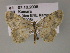  ( - BC ZSM Lep 55508)  @12 [ ] CreativeCommons - Attribution Non-Commercial Share-Alike (2011) Axel Hausmann/Bavarian State Collection of Zoology (ZSM) SNSB, Zoologische Staatssammlung Muenchen