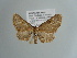  ( - BC ZSM Lep 55519)  @13 [ ] CreativeCommons - Attribution Non-Commercial Share-Alike (2011) Axel Hausmann/Bavarian State Collection of Zoology (ZSM) SNSB, Zoologische Staatssammlung Muenchen