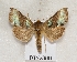  ( - BC ZSM Lep 55522)  @14 [ ] CreativeCommons - Attribution Non-Commercial Share-Alike (2011) Axel Hausmann/Bavarian State Collection of Zoology (ZSM) SNSB, Zoologische Staatssammlung Muenchen