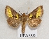  ( - BC ZSM Lep 55523)  @15 [ ] CreativeCommons - Attribution Non-Commercial Share-Alike (2011) Axel Hausmann/Bavarian State Collection of Zoology (ZSM) SNSB, Zoologische Staatssammlung Muenchen