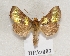  ( - BC ZSM Lep 55524)  @14 [ ] CreativeCommons - Attribution Non-Commercial Share-Alike (2011) Axel Hausmann/Bavarian State Collection of Zoology (ZSM) SNSB, Zoologische Staatssammlung Muenchen