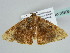  ( - BC ZSM Lep 56906)  @12 [ ] CreativeCommons - Attribution Non-Commercial Share-Alike (2011) Axel Hausmann/Bavarian State Collection of Zoology (ZSM) SNSB, Zoologische Staatssammlung Muenchen