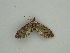  (Eupithecia AH02Pe - BC ZSM Lep 56934)  @13 [ ] CreativeCommons - Attribution Non-Commercial Share-Alike (2011) Axel Hausmann/Bavarian State Collection of Zoology (ZSM) SNSB, Zoologische Staatssammlung Muenchen