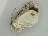  ( - BC ZSM Lep 56952)  @12 [ ] CreativeCommons - Attribution Non-Commercial Share-Alike (2011) Axel Hausmann/Bavarian State Collection of Zoology (ZSM) SNSB, Zoologische Staatssammlung Muenchen