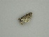  (Eupithecia AH01Pe - BC ZSM Lep 56956)  @12 [ ] CreativeCommons - Attribution Non-Commercial Share-Alike (2011) Axel Hausmann/Bavarian State Collection of Zoology (ZSM) SNSB, Zoologische Staatssammlung Muenchen