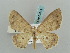  (Isochromodes GB02Ec - BC ZSM Lep 57812)  @14 [ ] CreativeCommons - Attribution Non-Commercial Share-Alike (2011) Axel Hausmann/Bavarian State Collection of Zoology (ZSM) SNSB, Zoologische Staatssammlung Muenchen