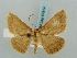  (Isochromodes GB39Ec - BC ZSM Lep 57814)  @12 [ ] CreativeCommons - Attribution Non-Commercial Share-Alike (2011) Axel Hausmann/Bavarian State Collection of Zoology (ZSM) SNSB, Zoologische Staatssammlung Muenchen