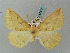  (Eupsamma immitata - BC ZSM Lep 57817)  @13 [ ] CreativeCommons - Attribution Non-Commercial Share-Alike (2011) Axel Hausmann/Bavarian State Collection of Zoology (ZSM) SNSB, Zoologische Staatssammlung Muenchen