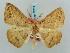  (Eupsamma vingerhoedti - BC ZSM Lep 57819)  @13 [ ] CreativeCommons - Attribution Non-Commercial Share-Alike (2011) Axel Hausmann/Bavarian State Collection of Zoology (ZSM) SNSB, Zoologische Staatssammlung Muenchen
