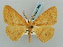  (Eupsamma gratiosa - BC ZSM Lep 57820)  @13 [ ] CreativeCommons - Attribution Non-Commercial Share-Alike (2011) Axel Hausmann/Bavarian State Collection of Zoology (ZSM) SNSB, Zoologische Staatssammlung Muenchen